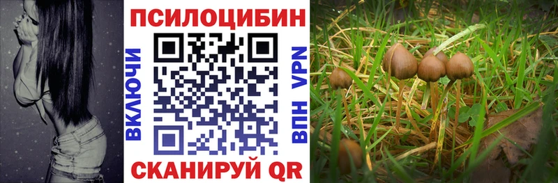 Псилоцибиновые грибы Cubensis  hydra сайт  Карабаново  как найти наркотики 